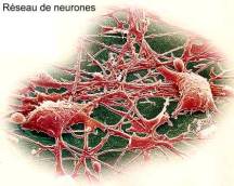 réseau de neurones